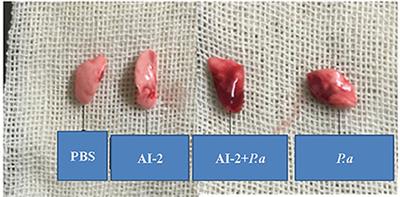 Autoinducer-2 promotes Pseudomonas aeruginosa PAO1 acute lung infection via the IL-17A pathway